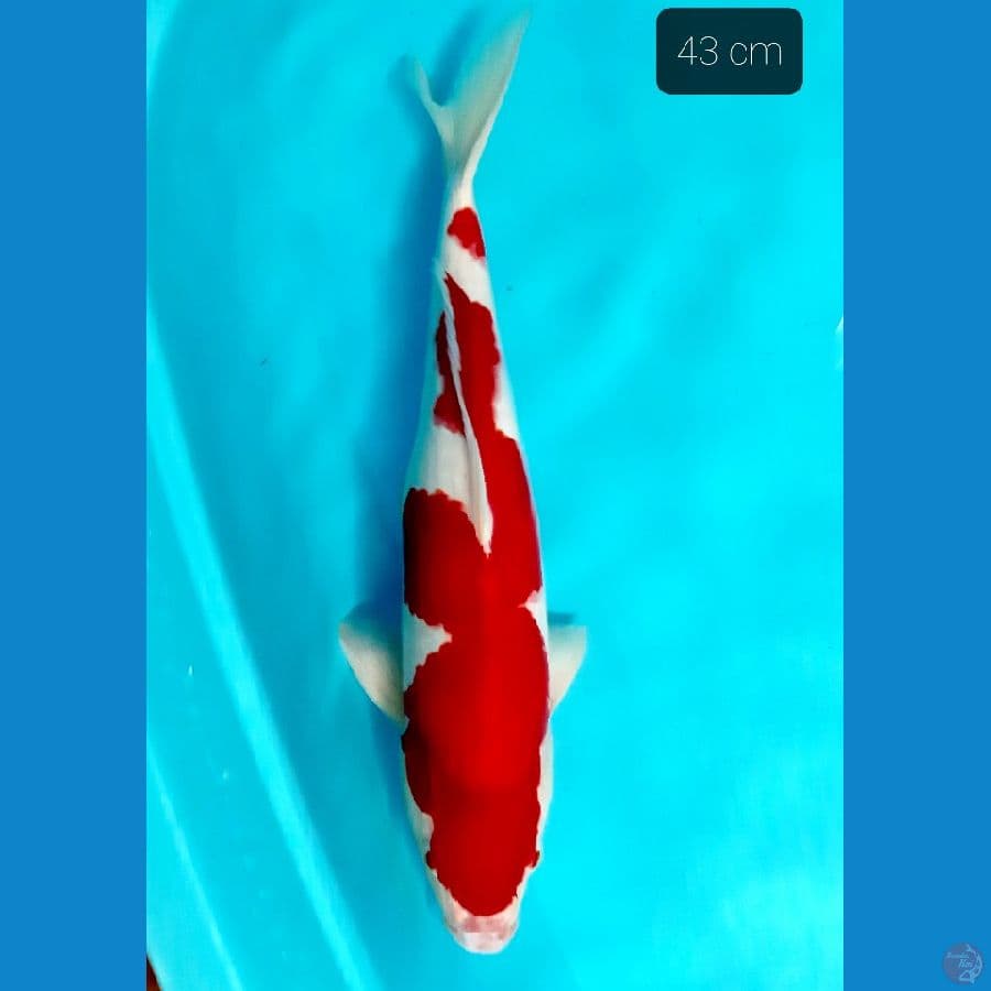 red strong 43 cm