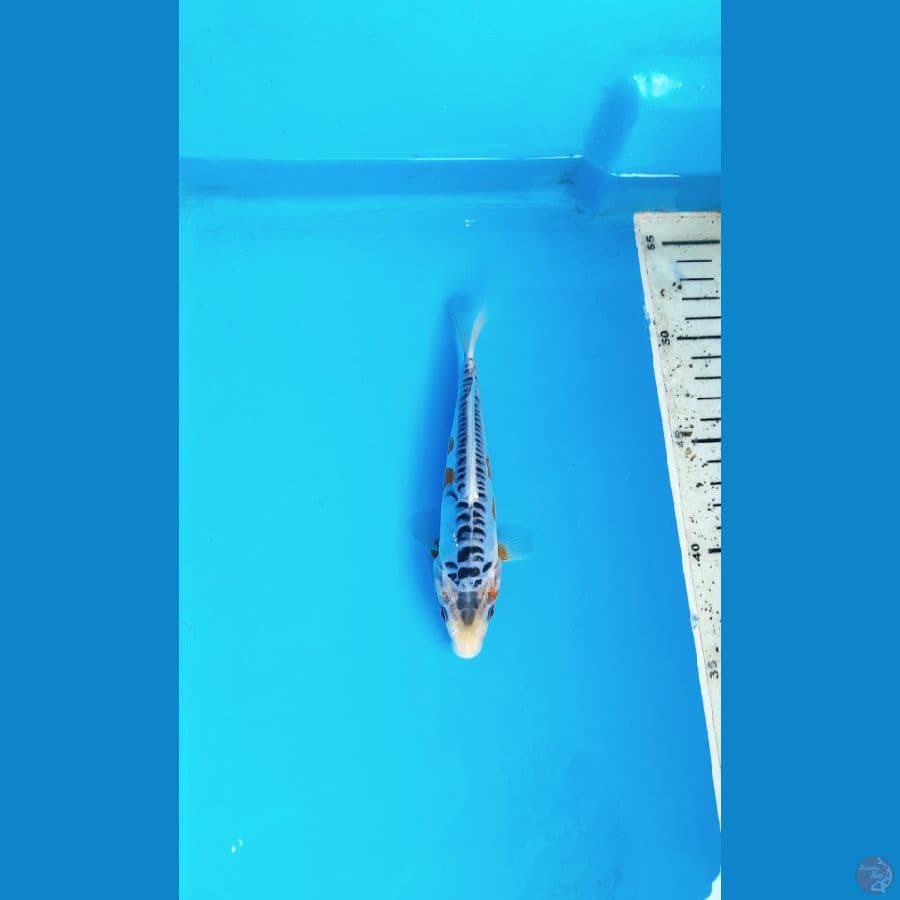 Shusui 15cm