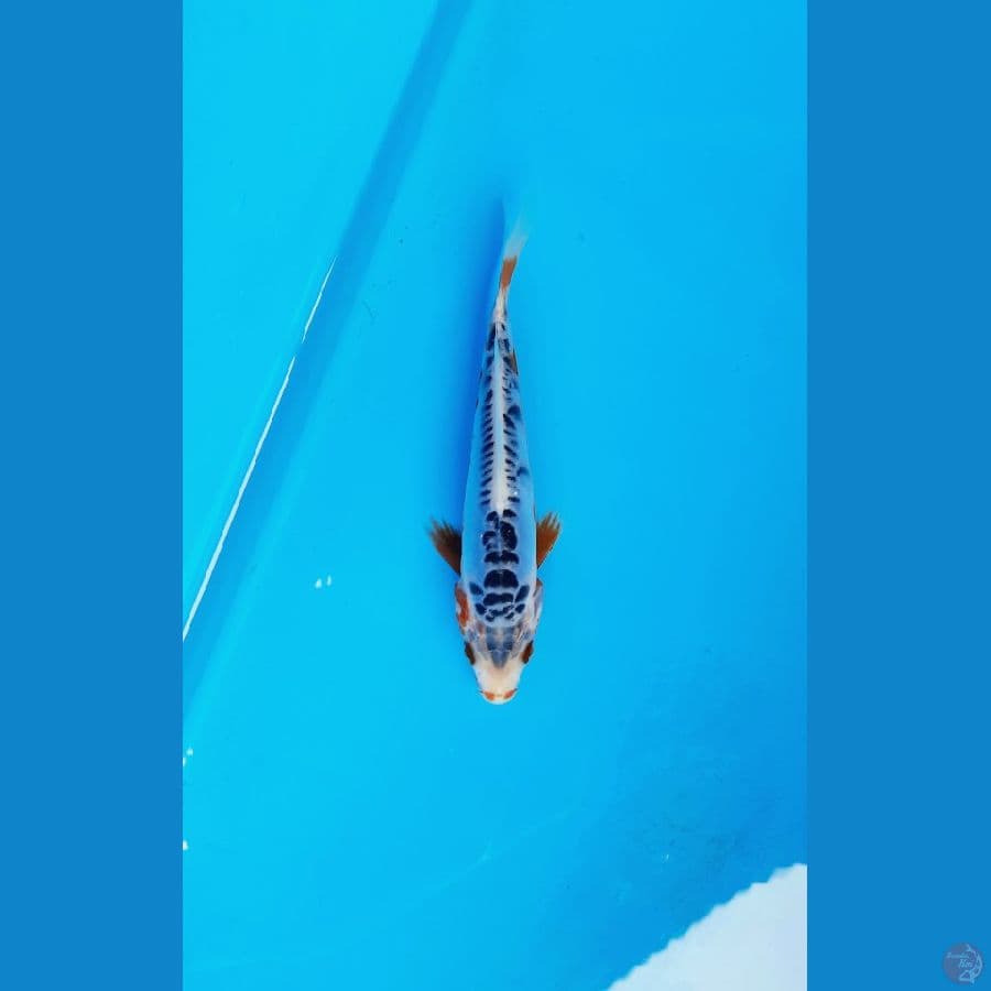 Shusui 15cm