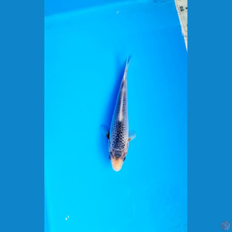 asagi 14cm