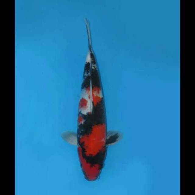 35cm Male Tosai - Showa Sanshoku F1