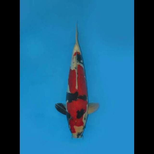40cm Male Tosai - Showa Doitsu Merah