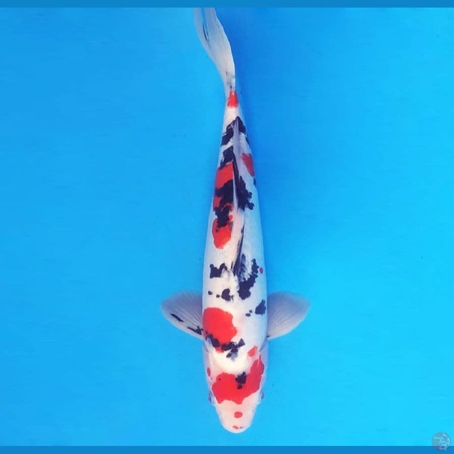 SANKE DOITSU 36 cm male