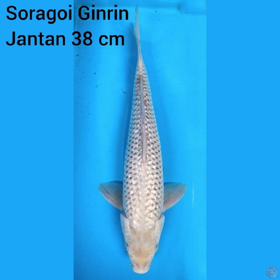 Soragoi Ginrin Jantan 38 cm