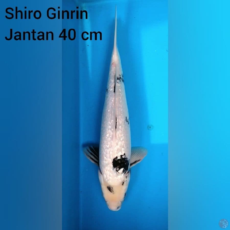 Shiro Ginrin Jantan 40 cm
