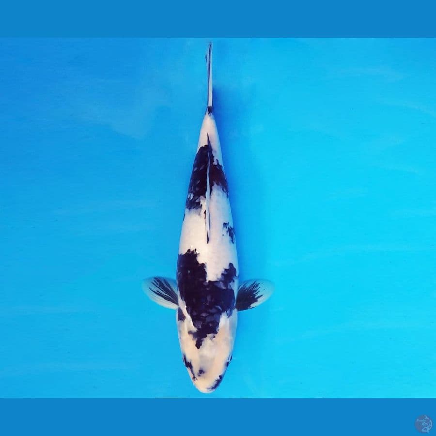 KARURA 2 - SHIRO NEKKO 37 cm/fm ®