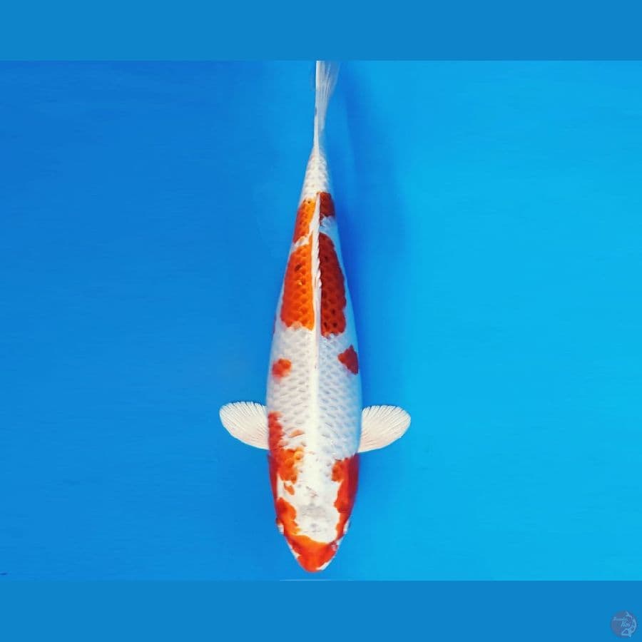 KARURA 5 - KUJAKU 35 cm/fm ®