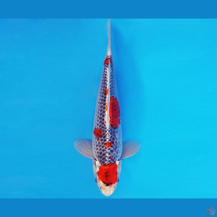 KARURA 7 - GOSHIKI 33 cm/male ®