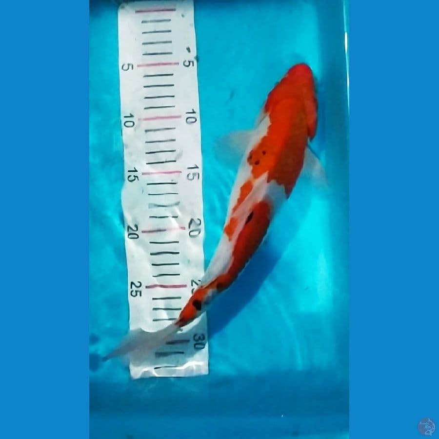 showa tategoi 32cm