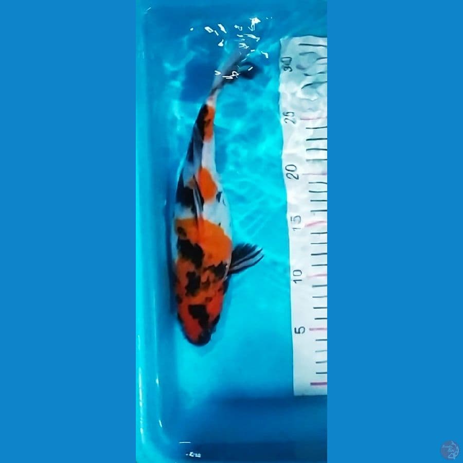 showa 3 step 30cm