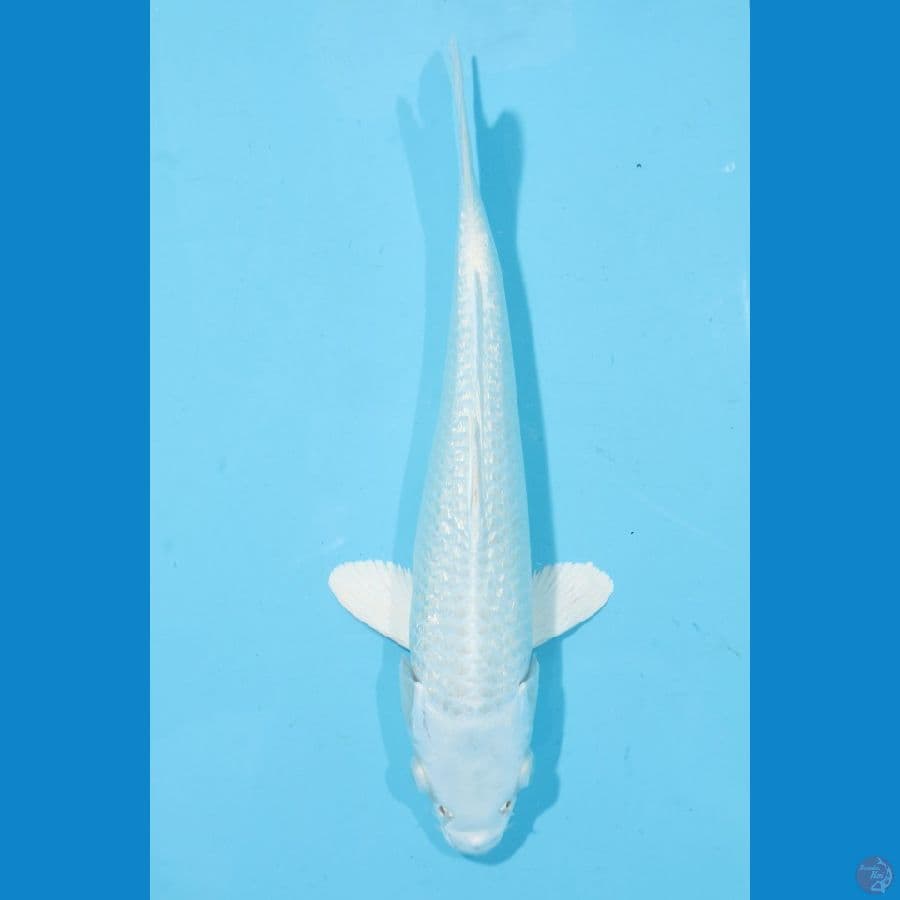 PLATINUM GINRIN 25 CM