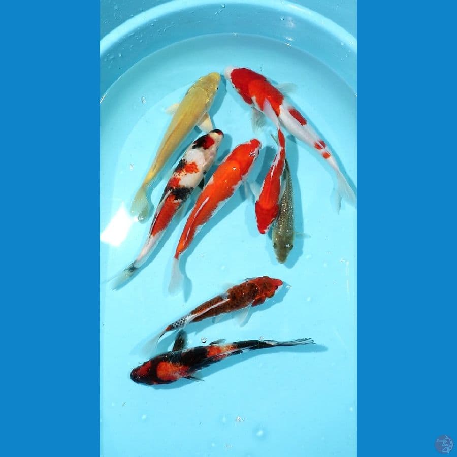 MIX 17-27 CM