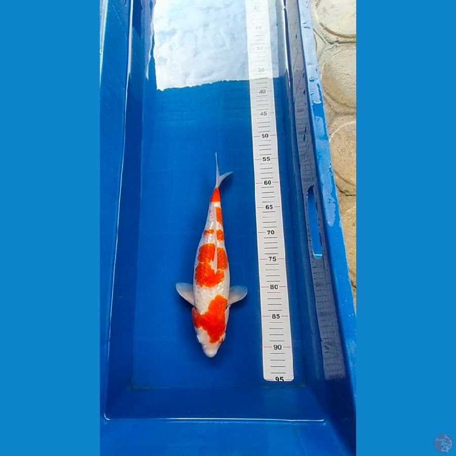 Kohaku Ginrin 35 cm skin bersih
