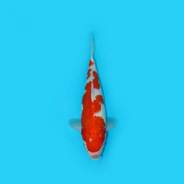 BKS ( KOHAKU 29 CM )