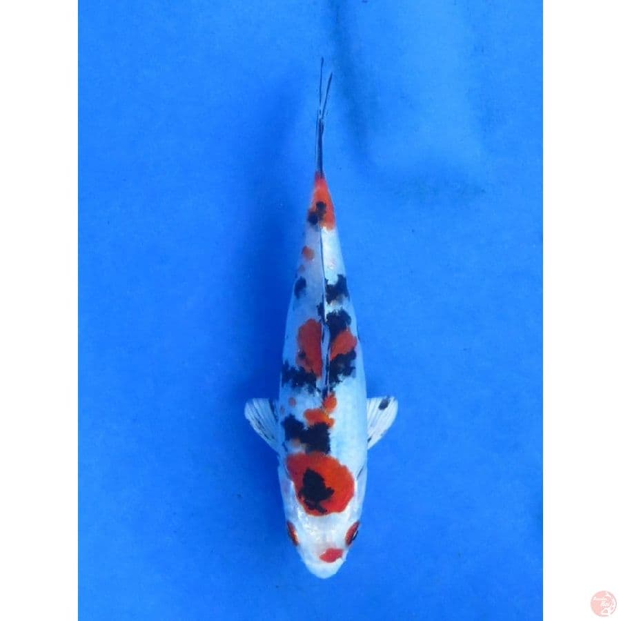 16cm - Yamato Nishiki