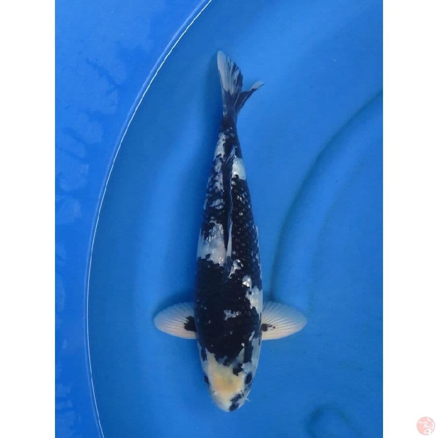 45bu - jumbo shiro ginrin male