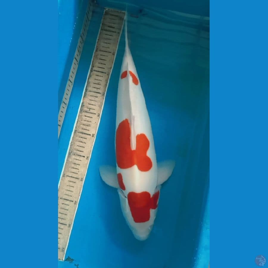 kohaku doitsu murni