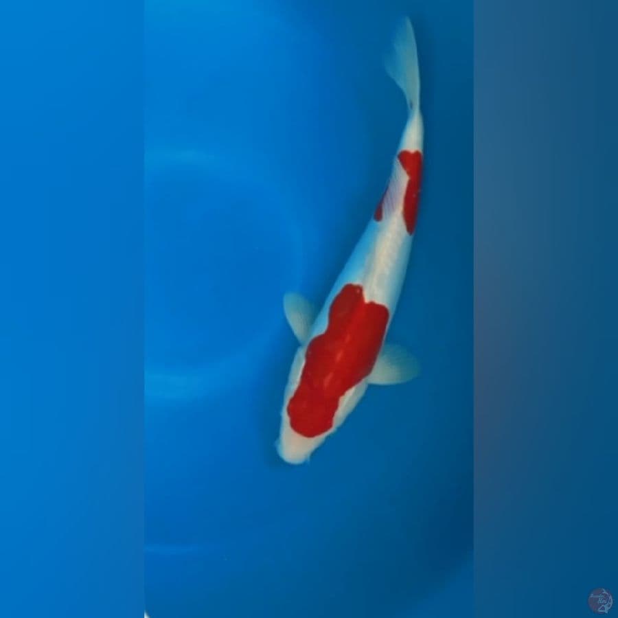 Nindan Kohakub Doitsu 34Cm