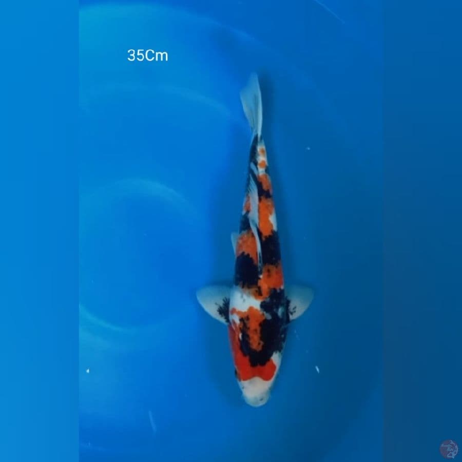 Showa 35Cm