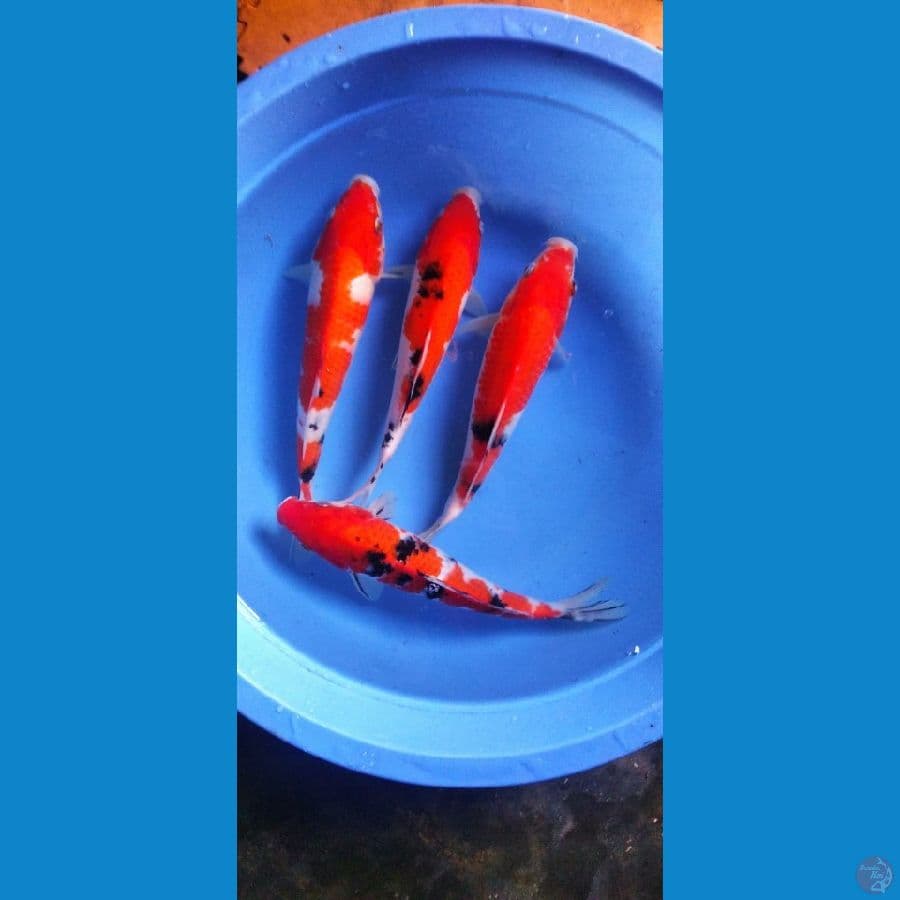 kohaku sanke 24-27 cm