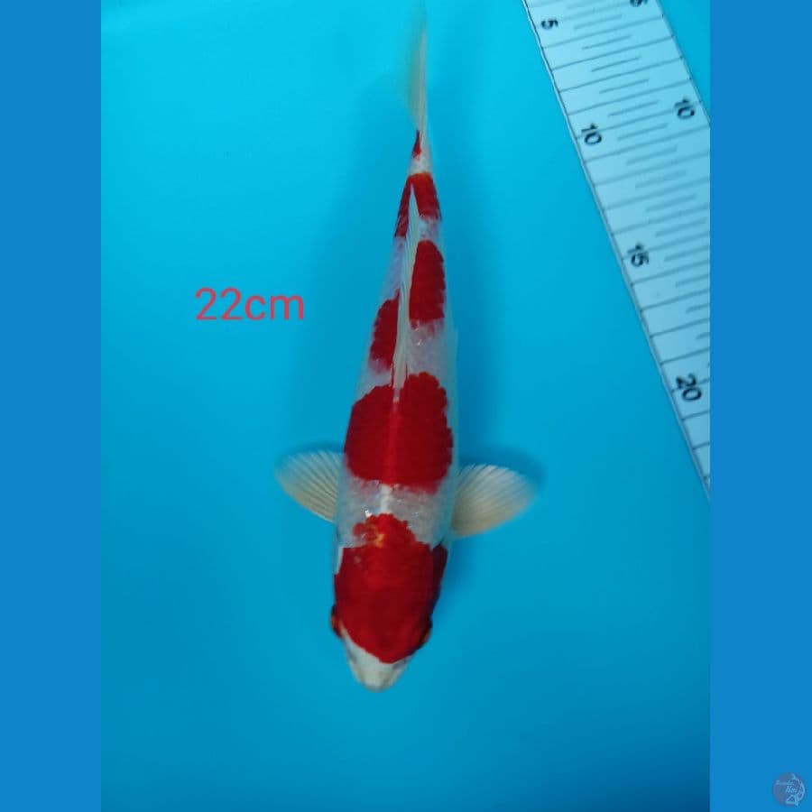kohaku Hikari strong 22 cm