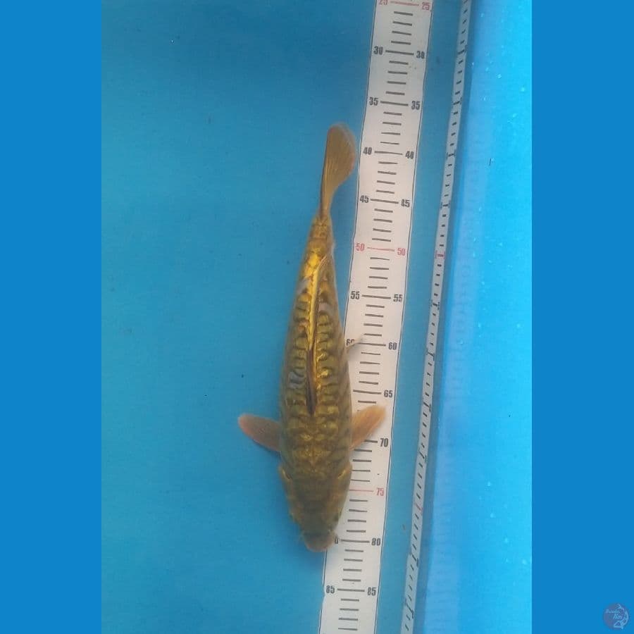 Midori Sisik Naga Antik 45BU