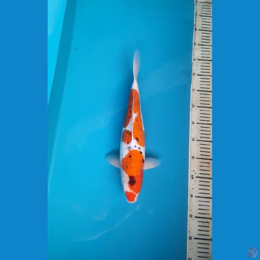 Goshiki doitsu 40cm female