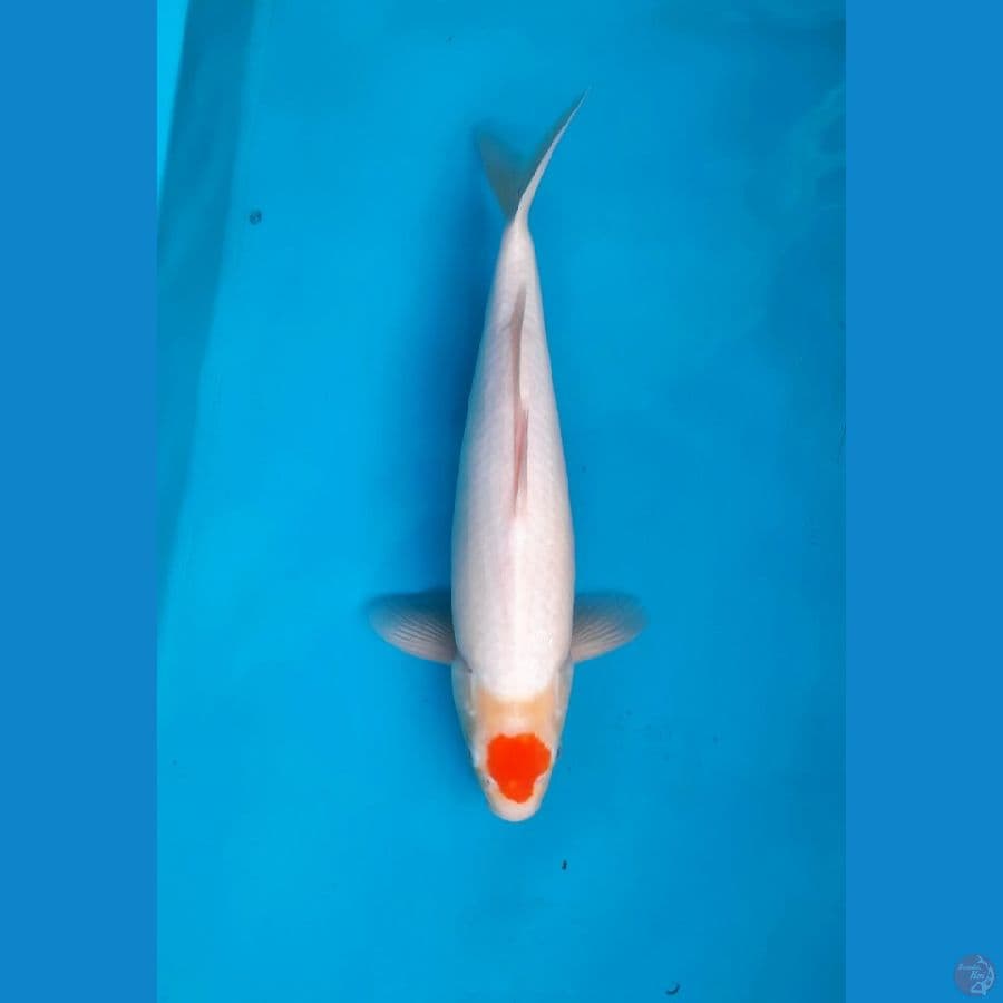 Tancho 35cm male