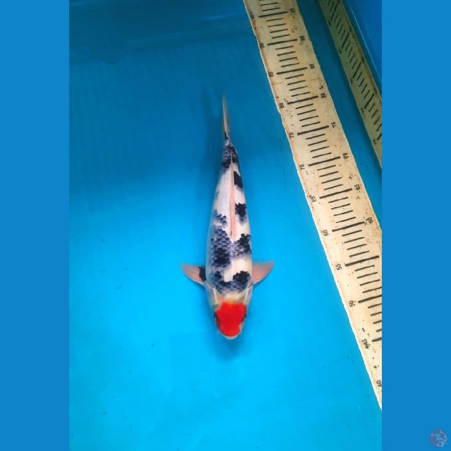 Tancho showa 30cm female