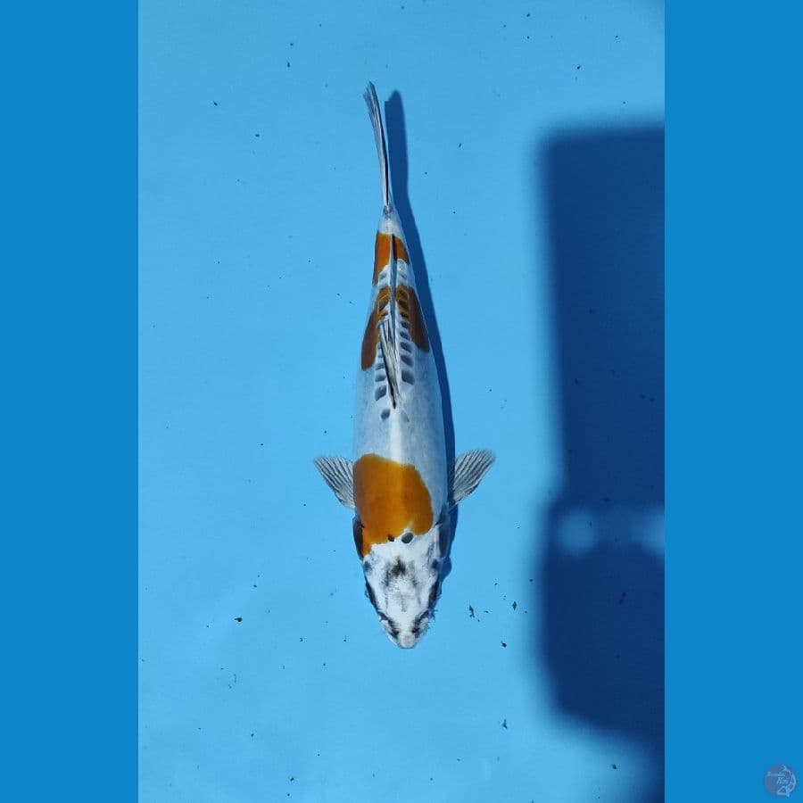 kiko Ready Show 30CM