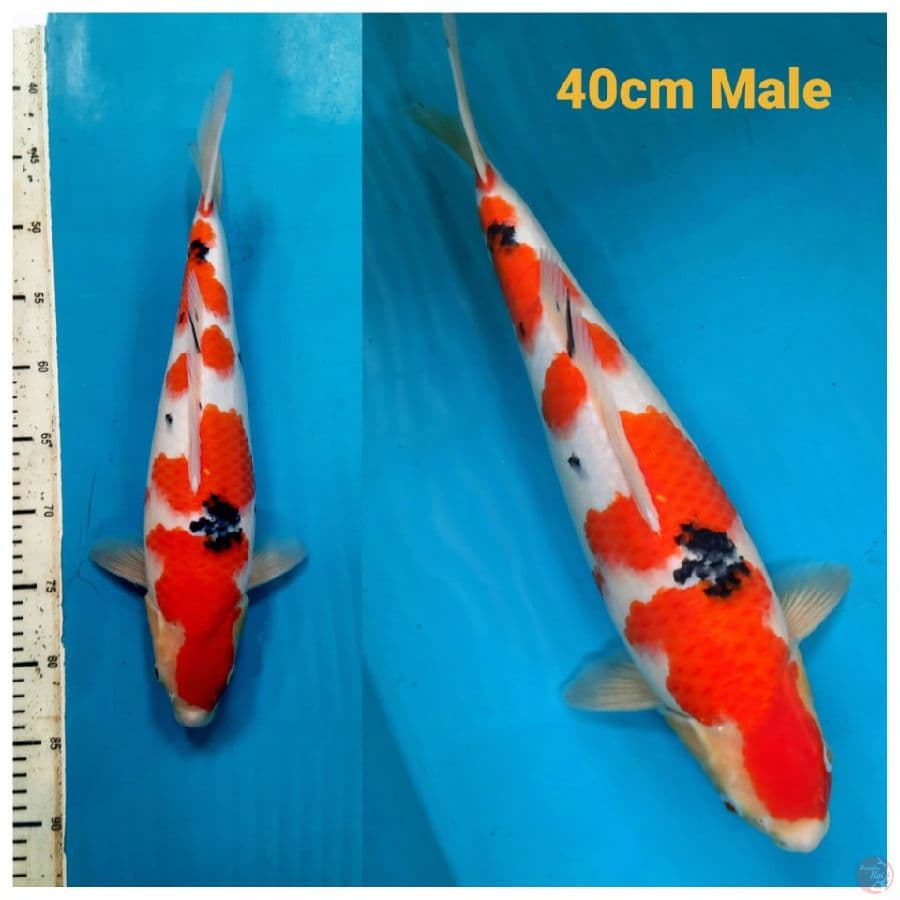 sanke prospek 40cm male