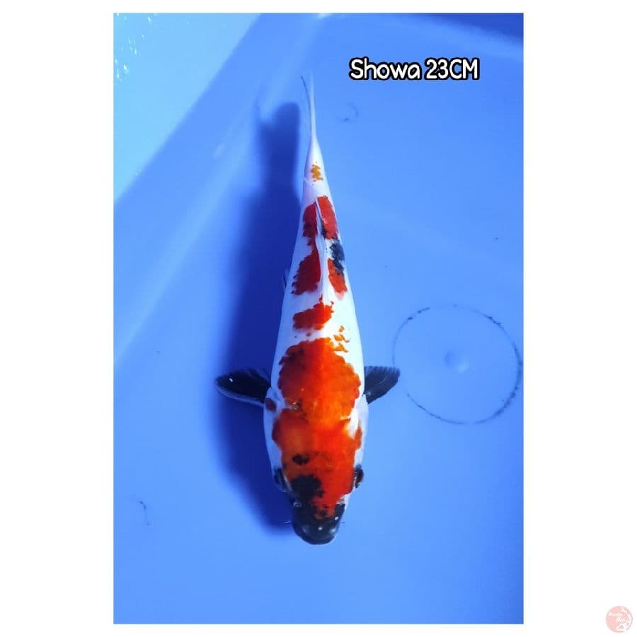 Showa 23CM