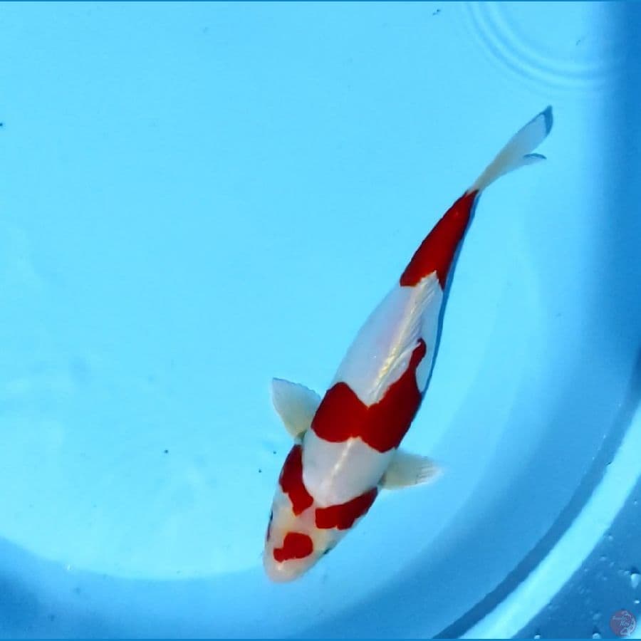 Kikushui 30CM