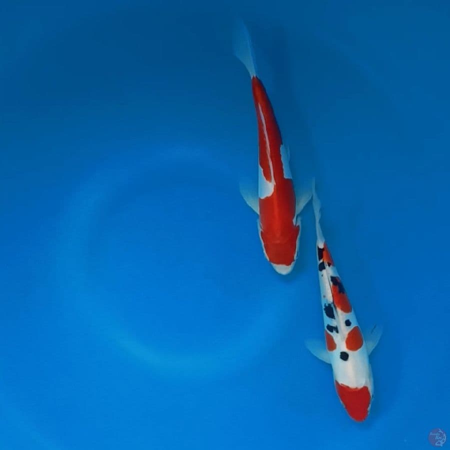HQ duo Doitsu 19cm