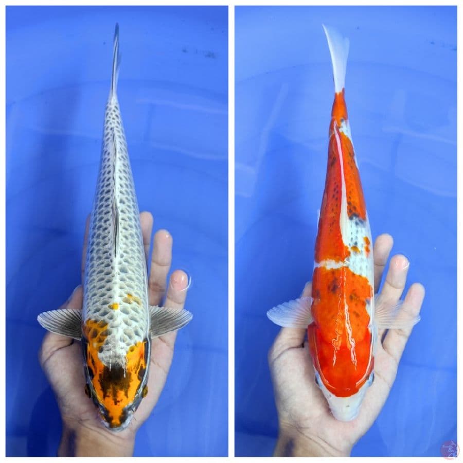 Antikan x Goshiki 32cm