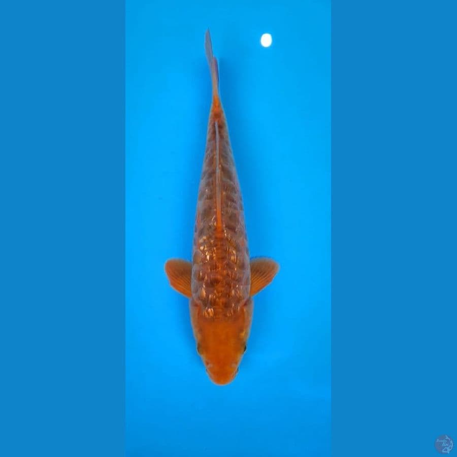 MKC KOI GRUB