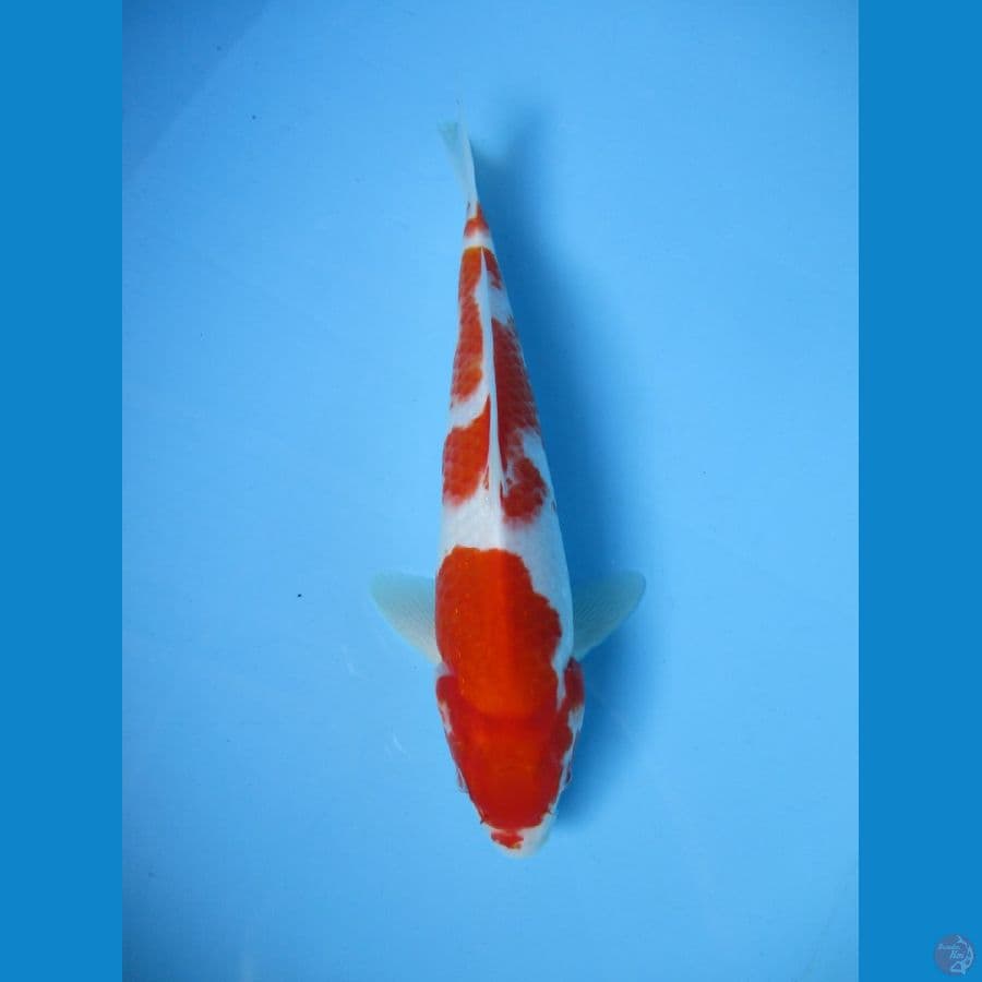 kohaku