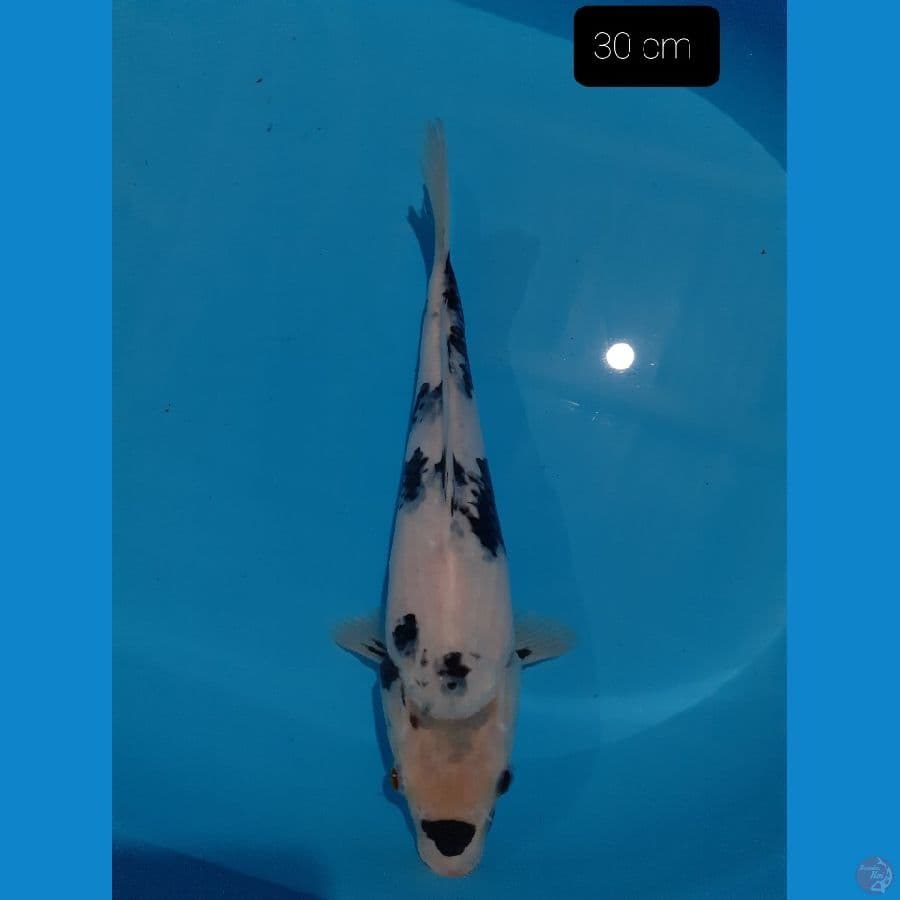 *SHIRO 30 CM *