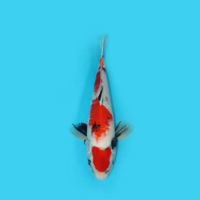 38 cm - SHOWA