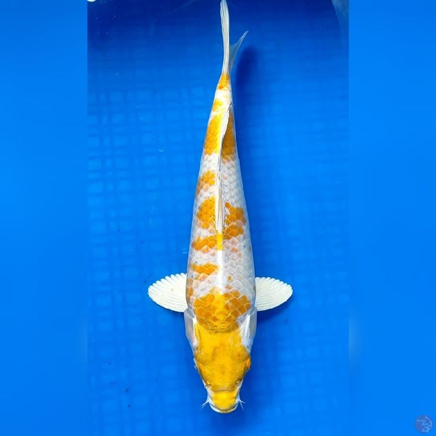 HARIWAKE GOOD FUKURIN 33cm