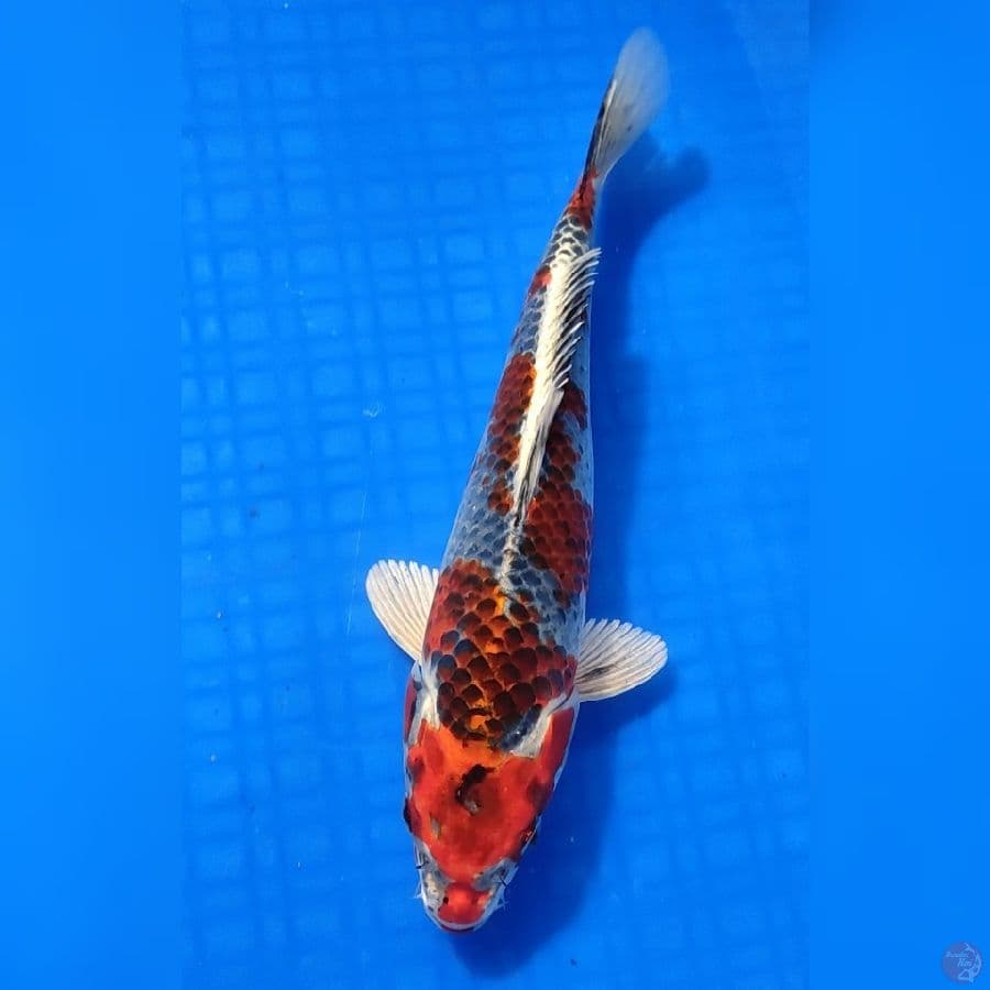BENI GINGA 27cm