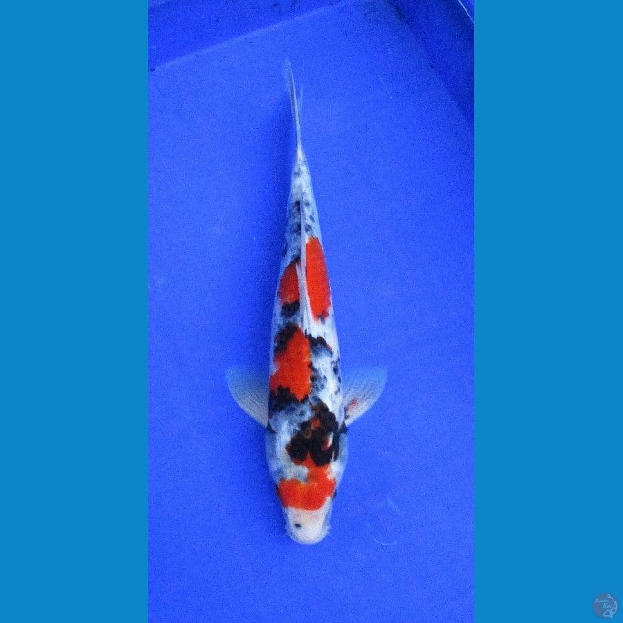 tategoi showa sansoku ±35cm