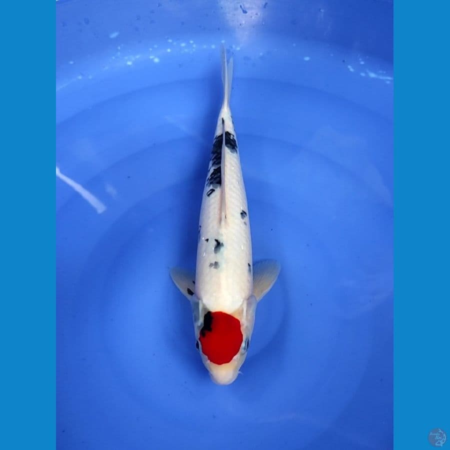 TC Matsukawabake Male
