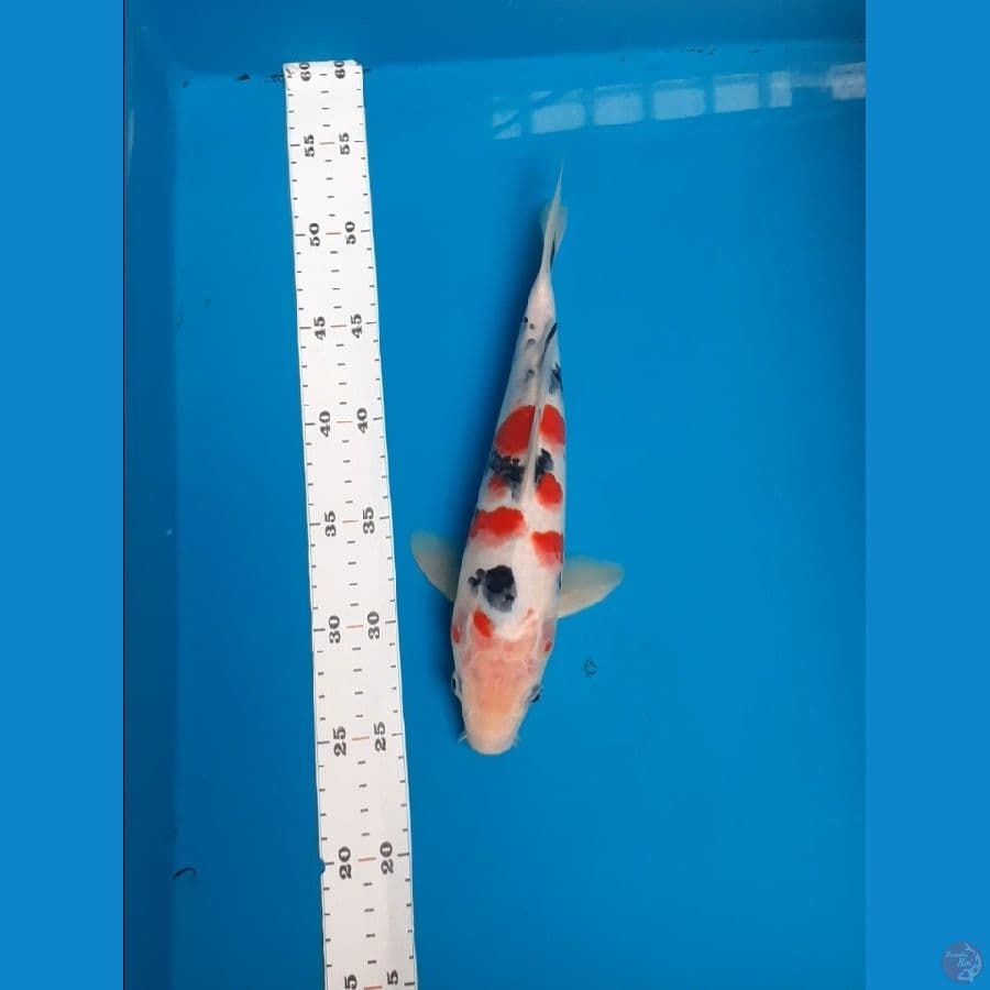 sanke 28cm