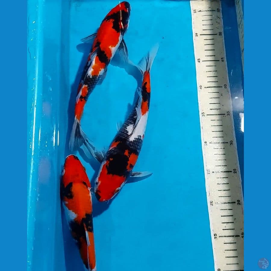 SHOWA 25 28 29 CM