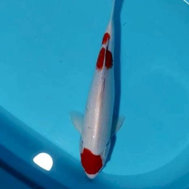 Kohaku male 40