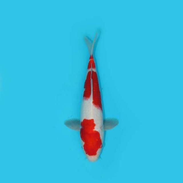 29 cm - KOHAKU