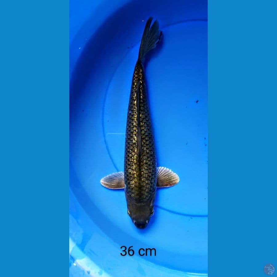 Modori ginrin punuk 36 cm