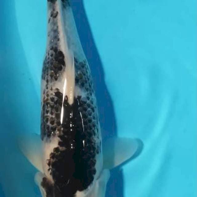 Goromo 37