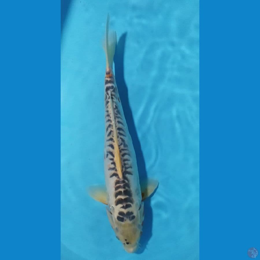 shusui yubiwa daburu jumbo jantan